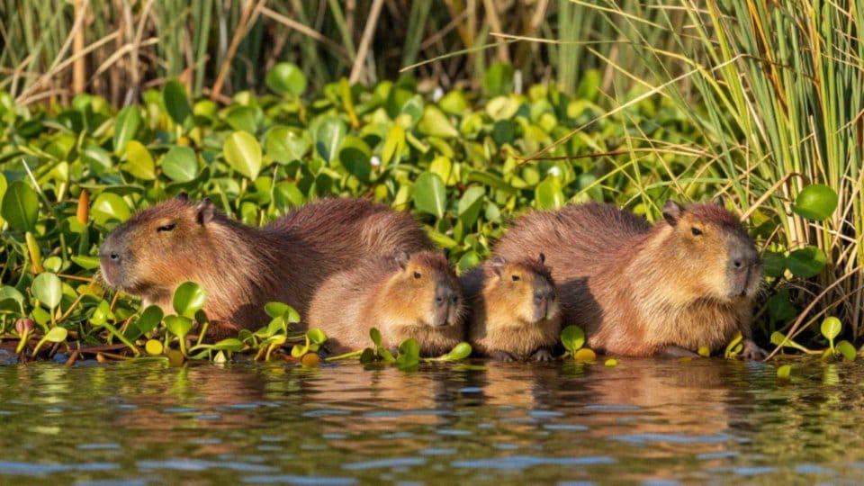 Gdzie lepiej obserwować kapibary: Pantanal czy Los Llanos?