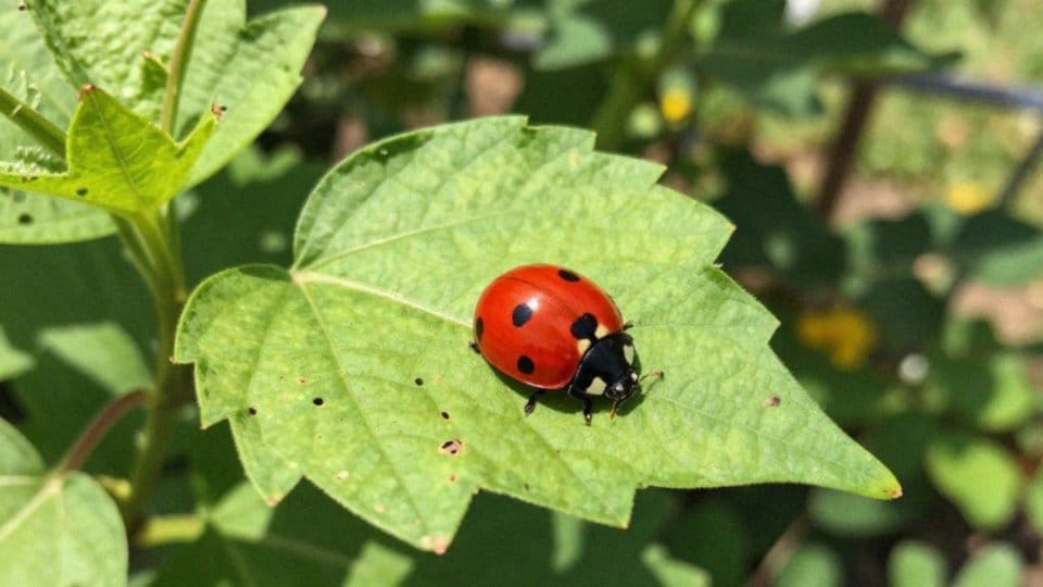 Jak biedronki pomagają w biologicznym zwalczaniu?