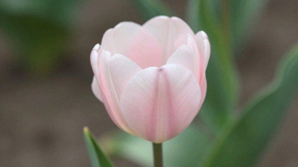 Które części tulipana są toksyczne i dlaczego?