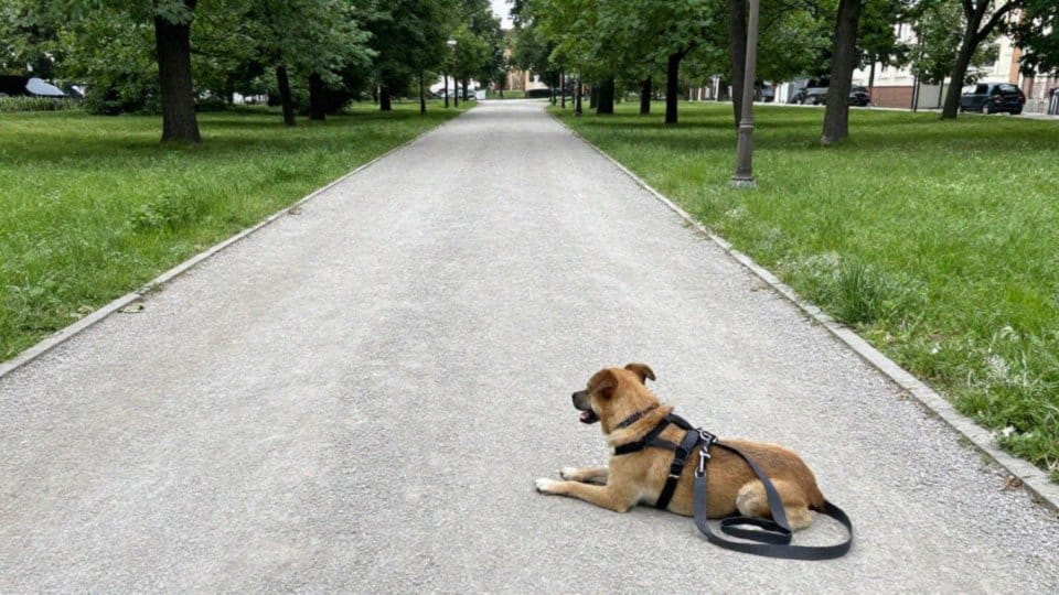 Jak bezpiecznie prowadzić amstaffa na smyczy?