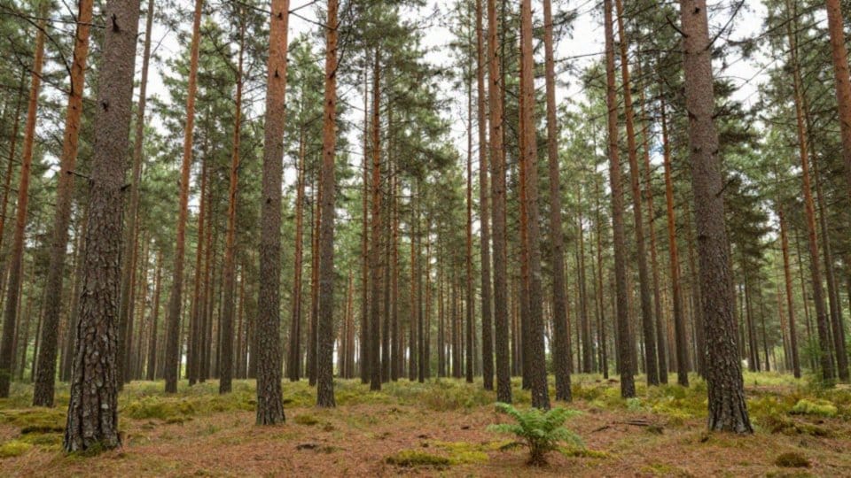 Gdzie występują drzewa iglaste w Polsce?