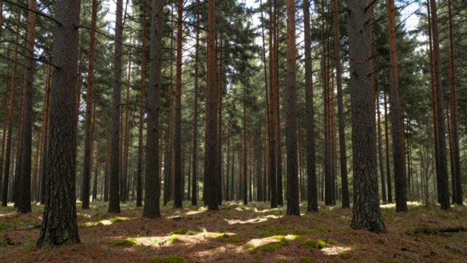 Które gatunki dominują w polskich lasach?