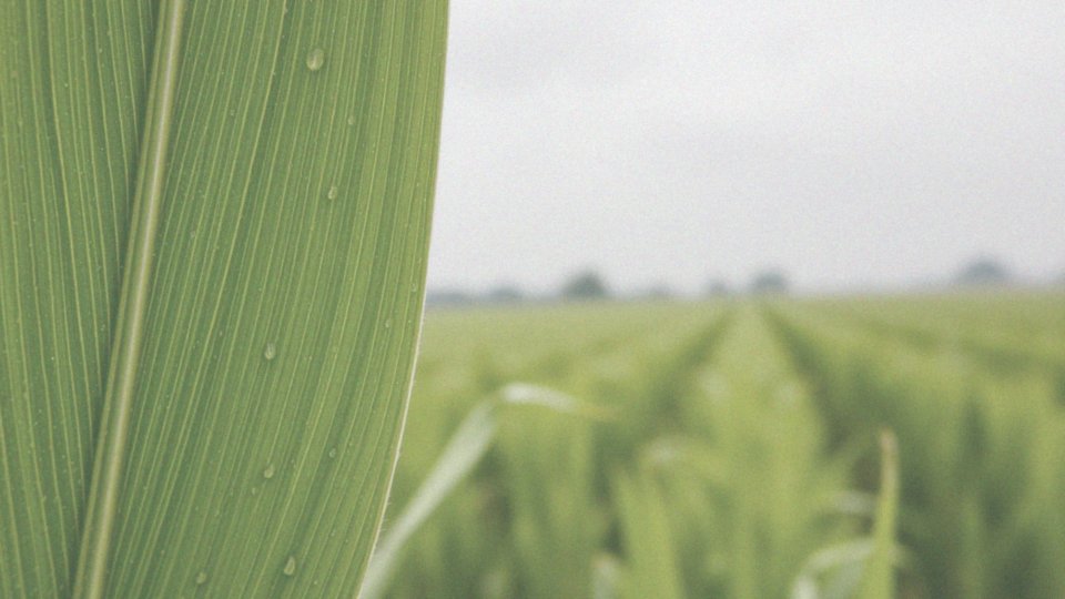 Jakie są różnice między działaniem kontaktowym a żołądkowym Decis?
