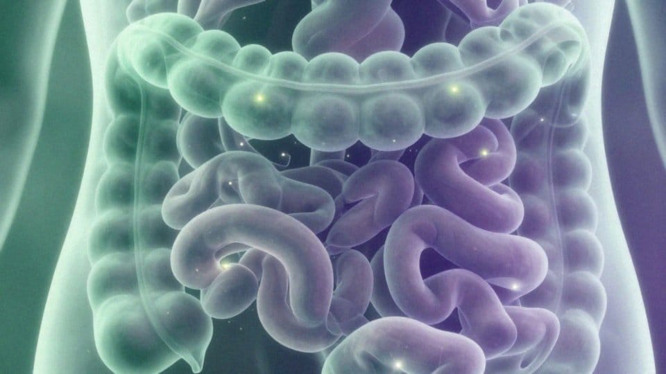 Jak jelita wytwarzają serotoninę?