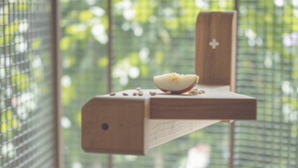 Krótki opis papugi: gatunki, cechy i pielęgnacja